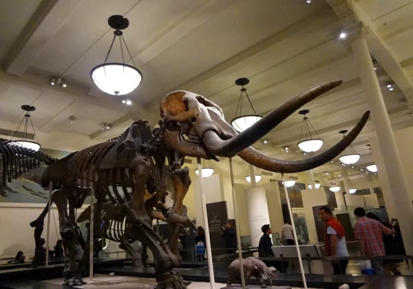 Musée d'Histoire Naturelle